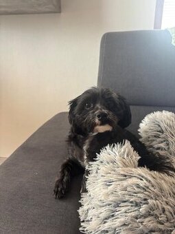 Darujem psíka Tobyho