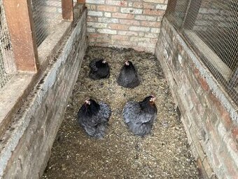 Kočinka zdrobnelá strieborná