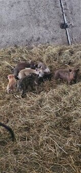 Odstavčatá přešticke duroc