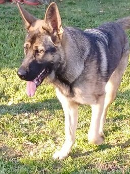 Nemecký Ovčiak (fena)