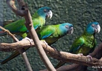 Alexander velký mutacia