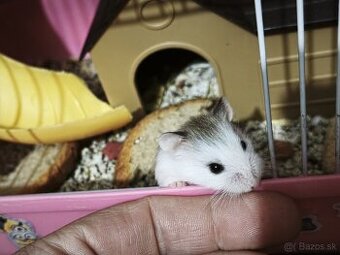 škrečok roborovsky panda