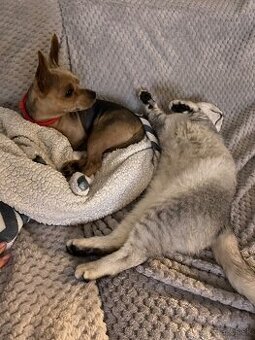 darujem yorkšírskeho teriéra