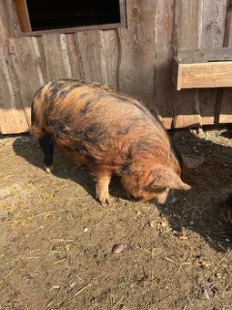 Kune