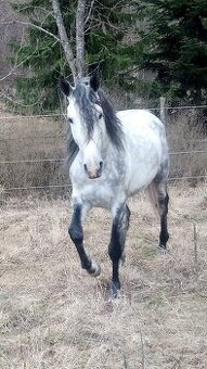 Pripúšťanie Shagya arab