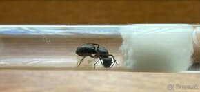 Predam camponotus vagus mravec,mravce