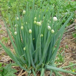 Semena cibule sibirskej