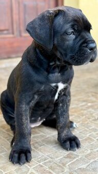 Predam steniatka cane corso