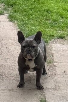Francúzsky buldog samica , 2-ročná modrá sučka na predaj