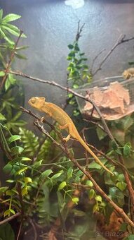 Chameleon jemenské