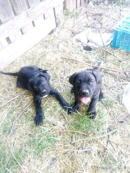 Cane corso