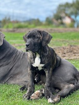 Cane Corso - psík
