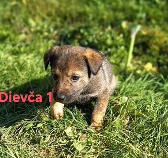 Darujeme steniatka