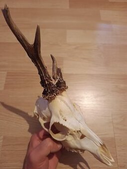 Trofej trofeje parohy parožie zhody.,