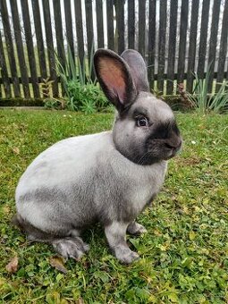Predám králiky plemena Sallander