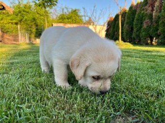 Labrador retriever šteniatka s PP