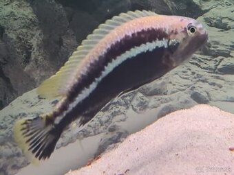 Darujem cichlidu Melanochromis Auratus