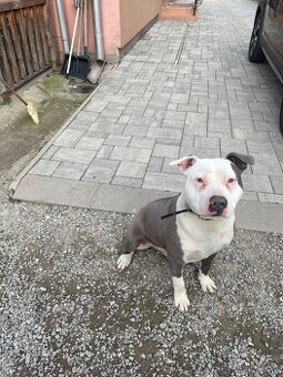 Amstaff staford
