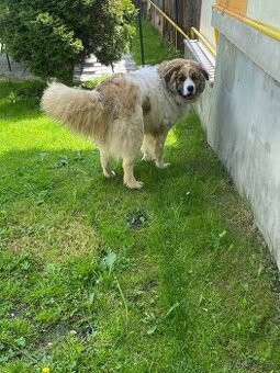 Maco