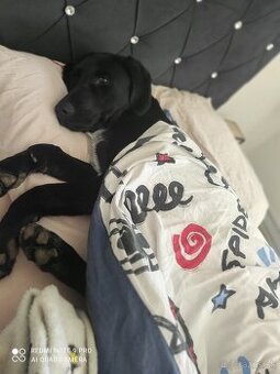 Darujem labradora