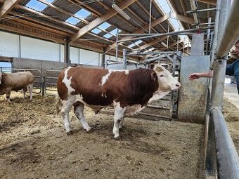 homozygotný býk plemena masný Simmental