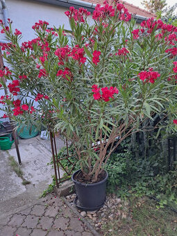 Predáme krásny veľký oleander