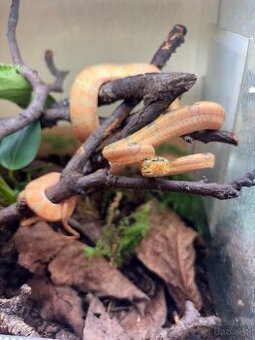 Corallus hortulanus parik
