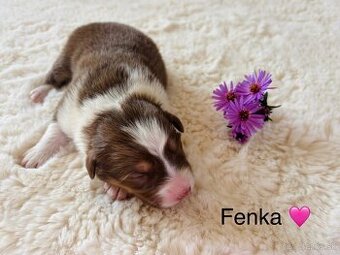 Austrálsky ovčiak - Rezervácia šteniatok