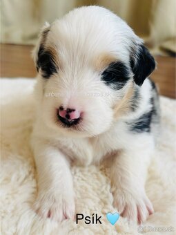 Austrálsky ovčiak - Rezervácia šteniatok