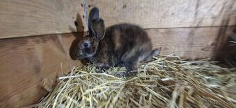 Dalmatinska strakata samicka