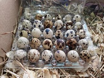 Násadové vajíčka Japonskej prepelice Faraón