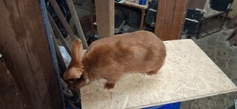 Červený saténový kralik