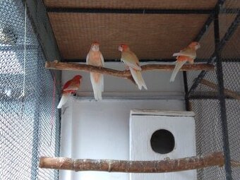 Penant albino oranž