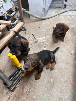 Jazvečík Hrubosrstý