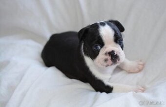 Šteniatka bostonského teriéra na adopciu.