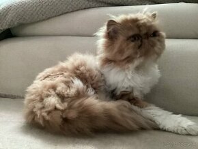Perzská mačička