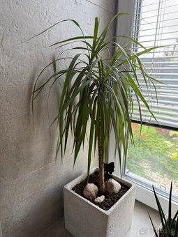 Dracena - 1