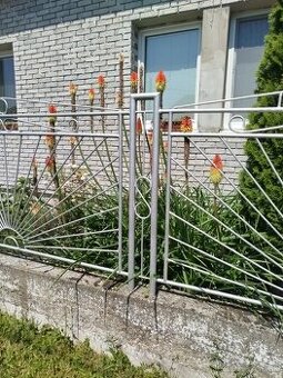 Fakľovka aloovitá / kleopatrina inhlica
