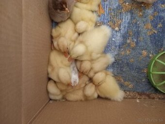 Kacatka na predaj