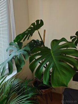Monstera delicosa XXL
