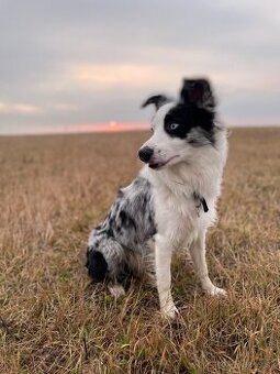 Border kolia Blue Merle na krytie