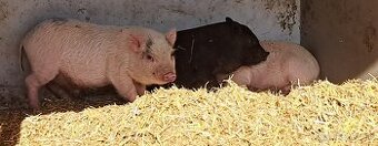 Vietnamske prasiatka