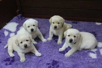 Labrador s rodokmeňom pôvodu