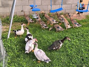 Čínske kačice indické bezce