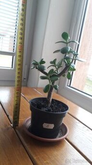 Crassula Ovata - tučnolist, Strom peňazí - 10 EUR (č. 5)