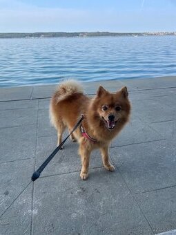 Nemecky špic hľadá fenku