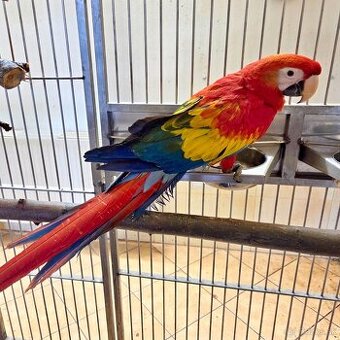 Ara Arakanga (Macao) 3,1 - 2025