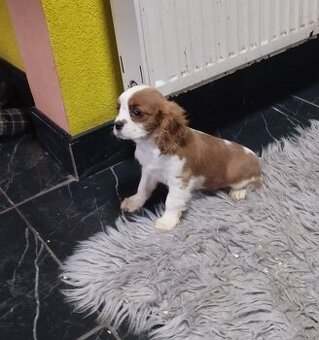 Cavalier King Charles Spaniel s PP