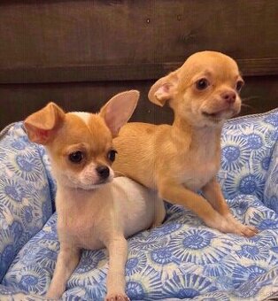 Šteniatka čivavy na adopciu.