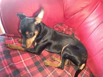 Srnčí ratlik čistokrvný